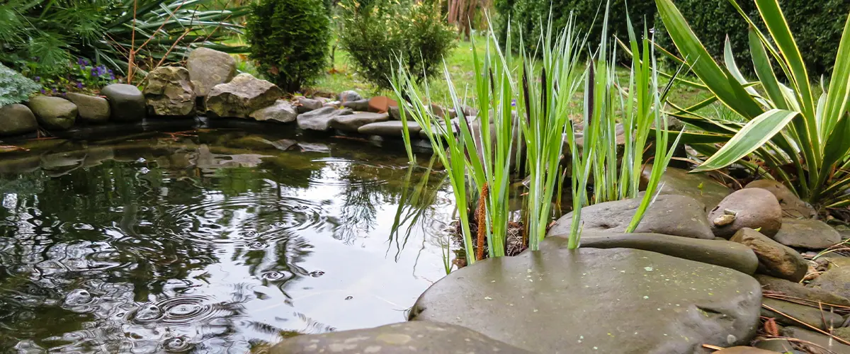 Natural pond with stone accents and aquatic plants surrounded by lush garden vegetation in a peaceful backyard setting.