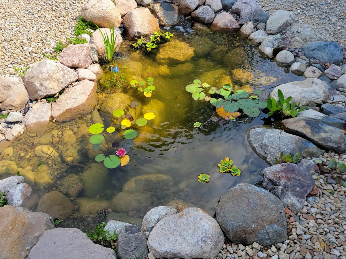 Completed backyard pond with clear water, lily pads, and natural stone edging, creating a tranquil garden feature