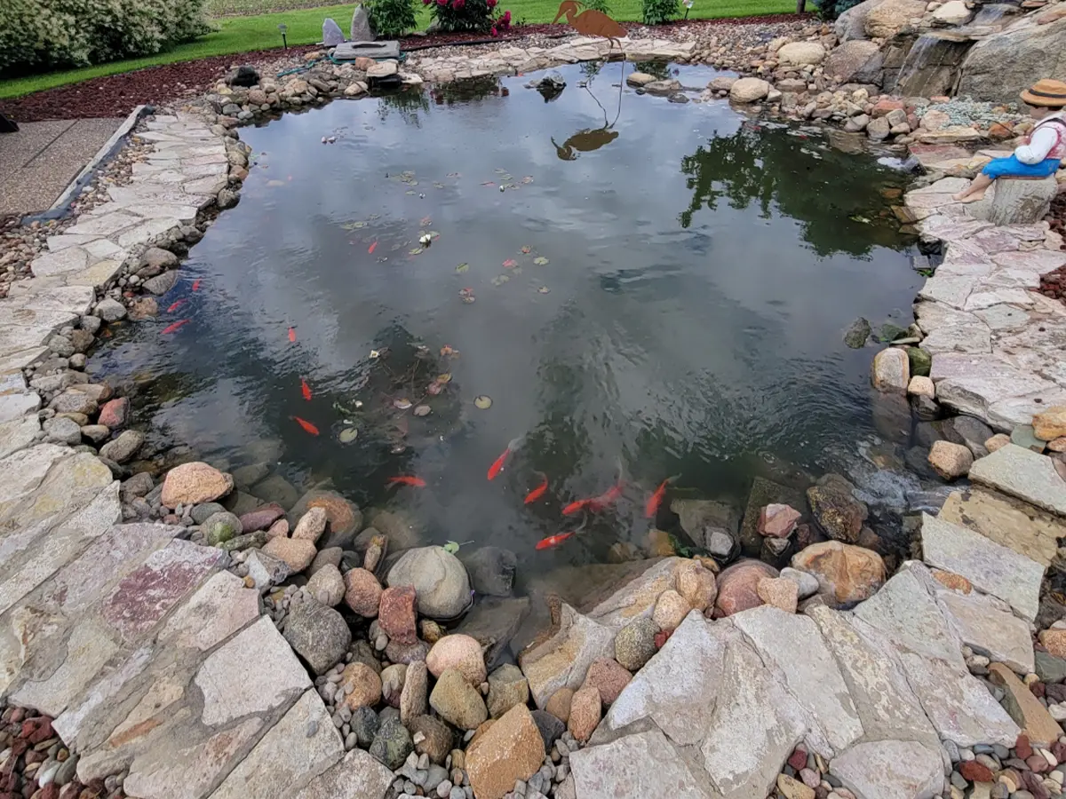 Completed garden pond with clear water, vibrant fish, and well-defined stone border in landscaped backyard