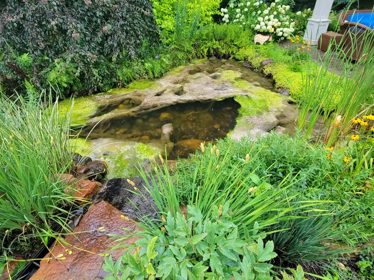 Unfinished garden pond with shallow water, rock lining, and surrounding lush greenery in early construction phase