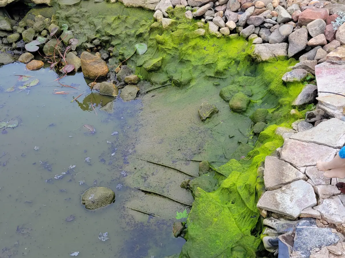 Unfinished pond with murky water, algae growth, and incomplete stone edging in early construction phase