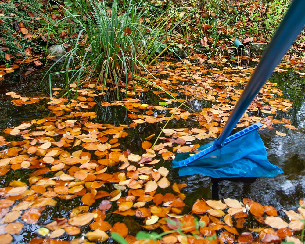 Pond maintenance with net skimming to remove fallen leaves, ensuring a clean and clear water environment