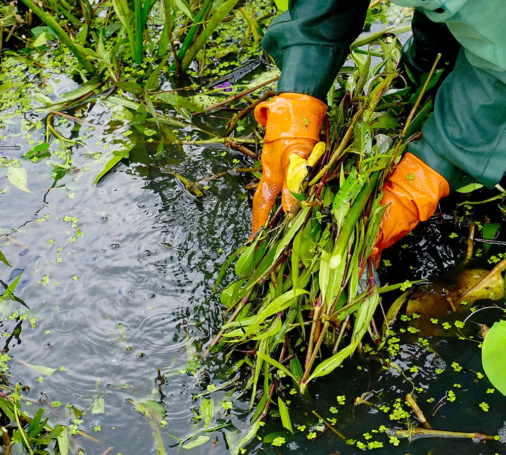 Technician removing excess plant growth from a backyard pond to maintain water clarity and ecosystem health