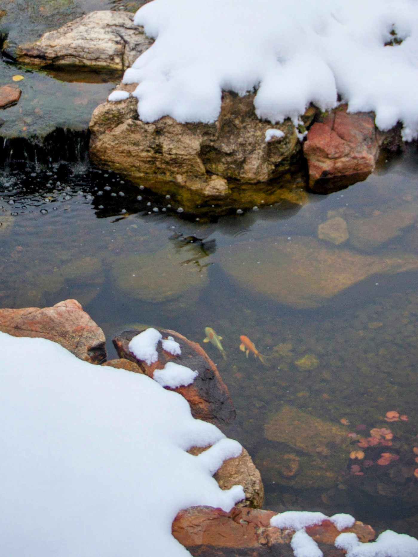 koi fish in ice water during winter